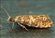 1142 (49.252) Epinotia tedella